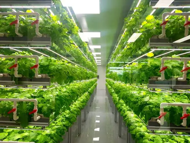hydrophonic-Farming